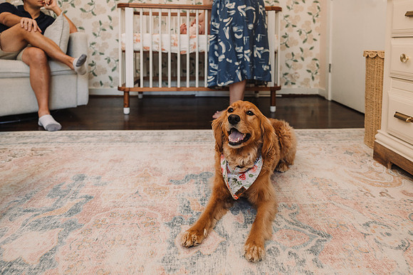happy dog lays on the floor of a newborn's room