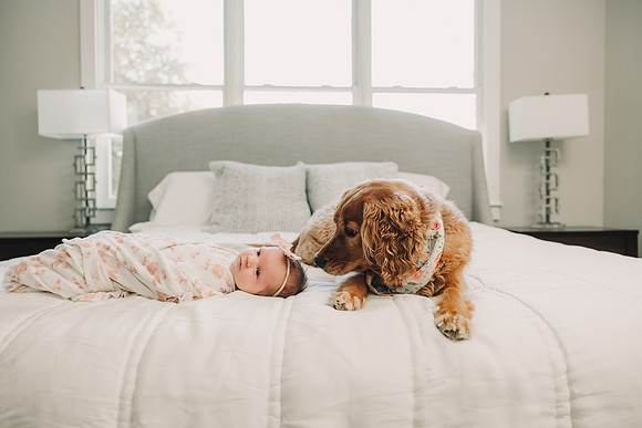 Dog sniff a newborn baby