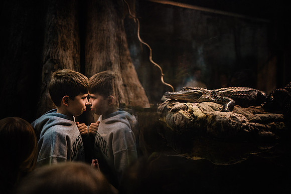 mr aligator but at mom fine art image by monica carlson posted o