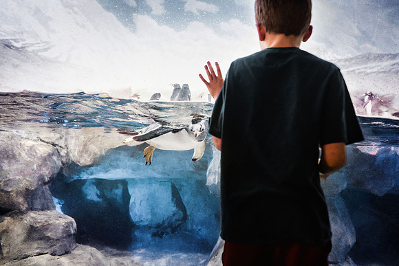 penguins image by monica carlson posted on the Click Pro Daily P
