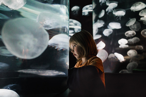 jellyfish but at mom fine art image by monica carlson posted on