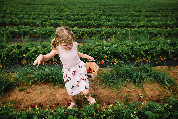 strawberry picking by monica carlson posted on the Click Pro Dai