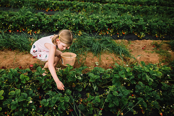 strawberry picking by monica carlson posted on the Click Pro Dai