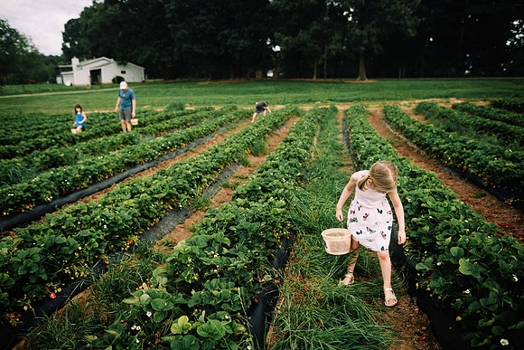 strawberry picking by monica carlson posted on the Click Pro Dai