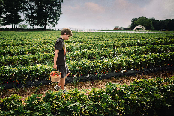 strawberry picking by monica carlson posted on the Click Pro Dai