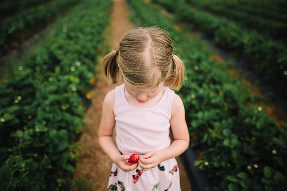strawberry picking by monica carlson posted on the Click Pro Dai