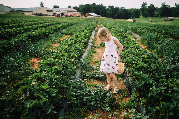 strawberry picking by monica carlson posted on the Click Pro Dai