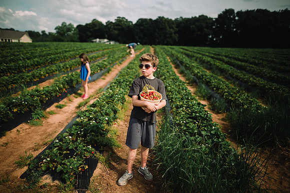 strawberry picking by monica carlson posted on the Click Pro Dai