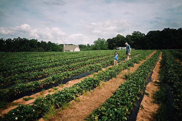 strawberry picking by monica carlson posted on the Click Pro Dai