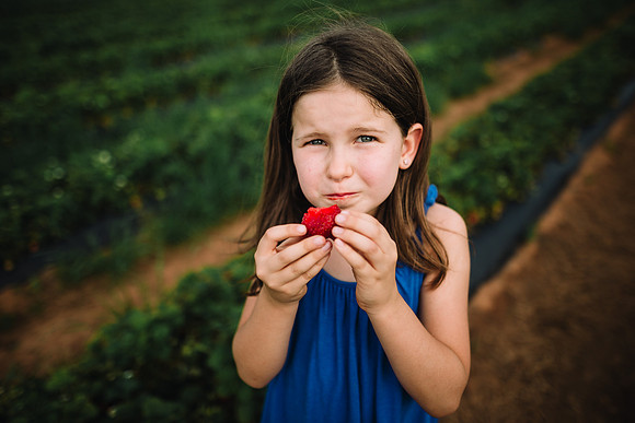 strawberry picking by monica carlson posted on the Click Pro Dai