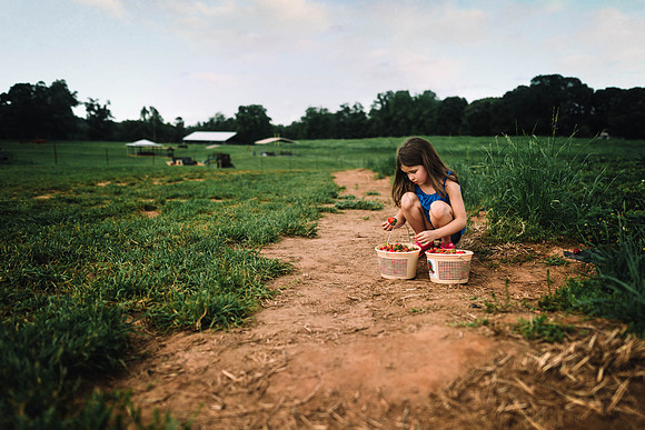 strawberry picking by monica carlson posted on the Click Pro Dai