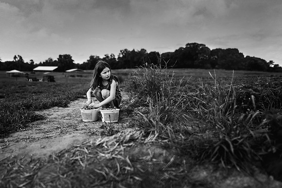 strawberry picking by monica carlson posted on the Click Pro Dai
