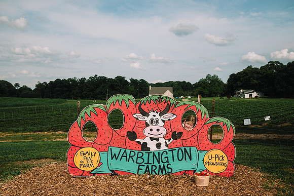 strawberry picking by monica carlson posted on the Click Pro Dai