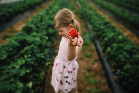 strawberry picking by monica carlson posted on the Click Pro Dai