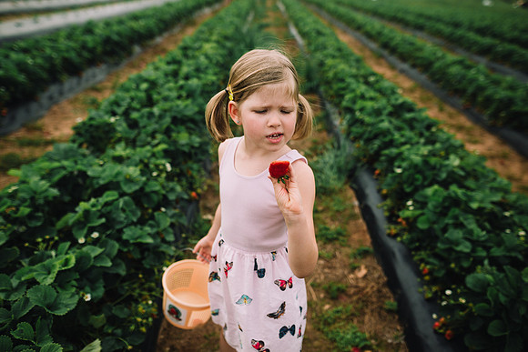 strawberry picking by monica carlson posted on the Click Pro Dai
