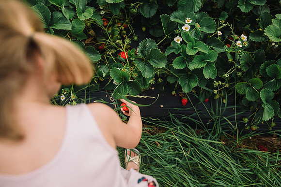strawberry picking by monica carlson posted on the Click Pro Dai