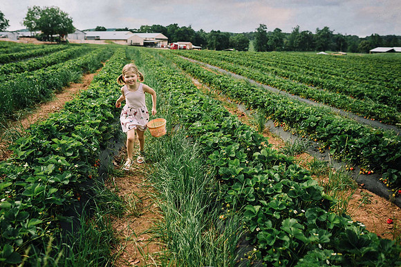 strawberry picking by monica carlson posted on the Click Pro Dai
