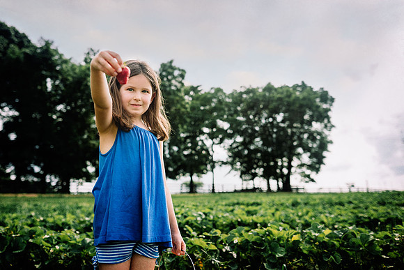 strawberry picking by monica carlson posted on the Click Pro Dai