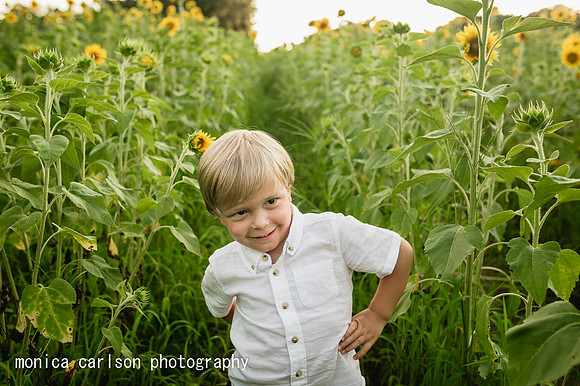 anderson sunflowers by by monica carlson photography