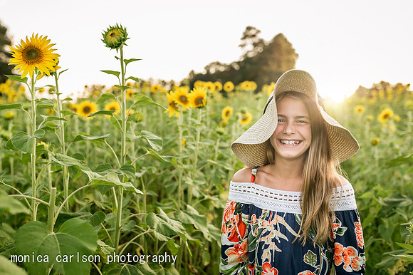 anderson sunflowers by by  monica carlson photography