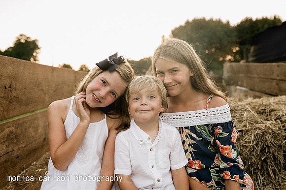 anderson sunflowers by by monica carlson photography