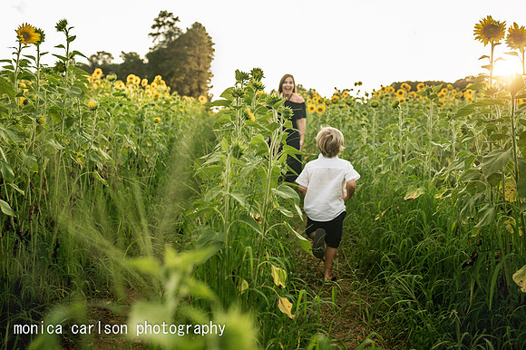 anderson sunflowers by by monica carlson photography