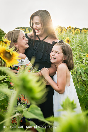 anderson sunflowers by by  monica carlson photography