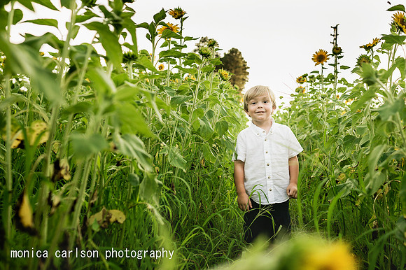 anderson sunflowers by by monica carlson photography
