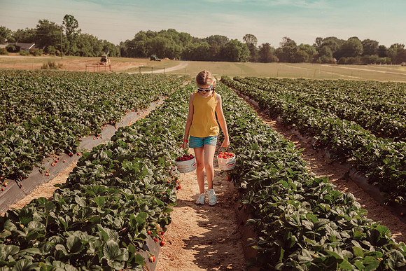 young girl carries two gallon baskets full of just picked strawberries at Wahington Farms