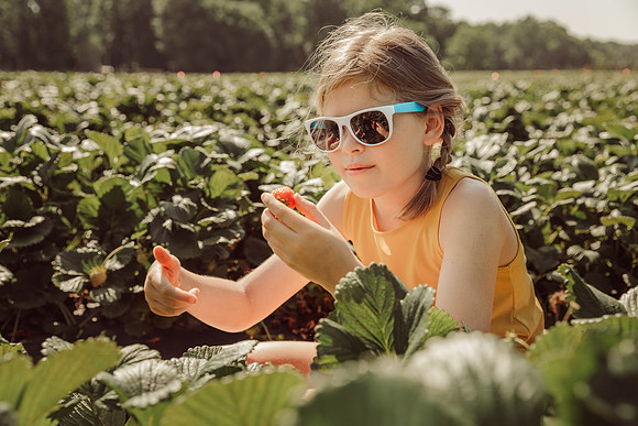 girl picks strawberries and a reflection is seen in her glasses by monica carlson