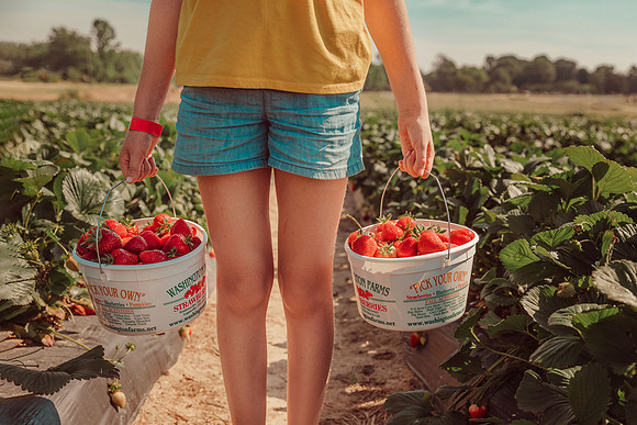 two gallon baskets of strawberries held up by a young girl