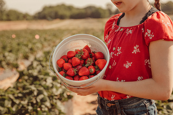 girl holding up a half full bucket of freshly picked strawberries