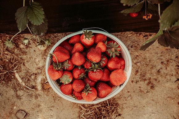 Gallon of freshly picked strawberries seen from above