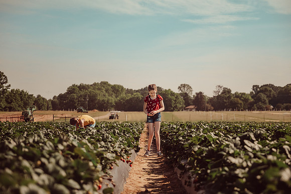 girl examining freshly picked strawberries at Washington Farms