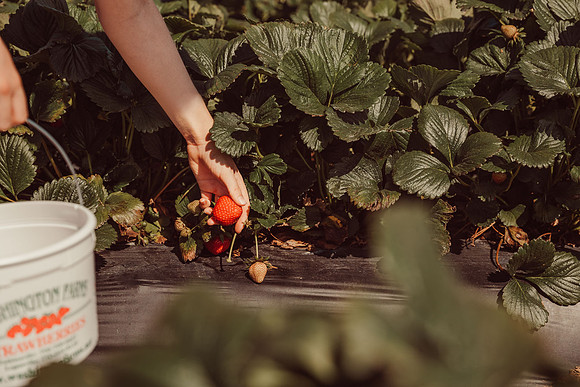 hand of a child picking a strawberry
