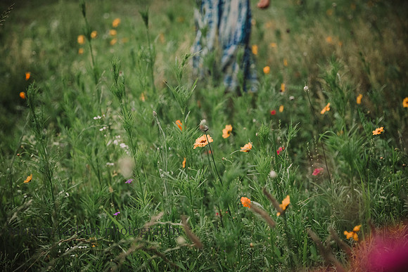 wildflower field at prospect farms