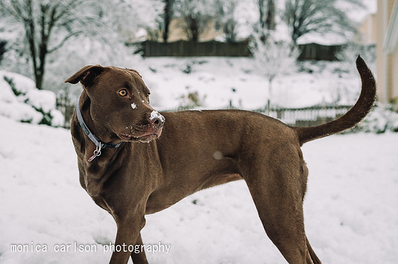 winter wonderland by monica carlson posted on the Click Pro Dail