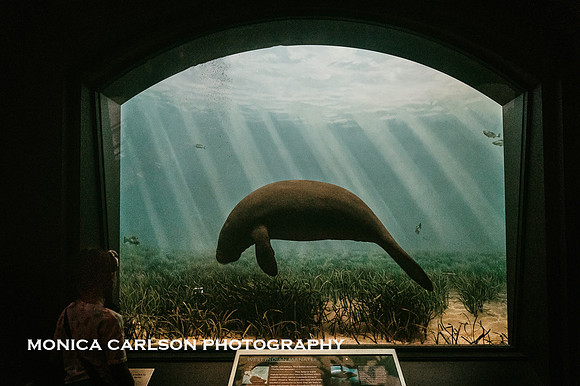 girl looking at the manatee display at the natural history museum in New york city