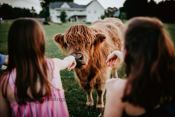 girls reaching out to a brown cow