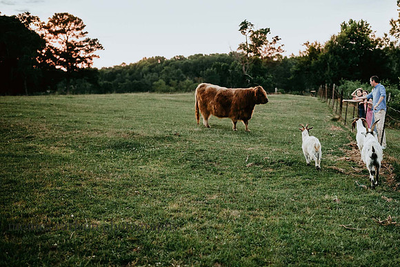 family watching a large cow