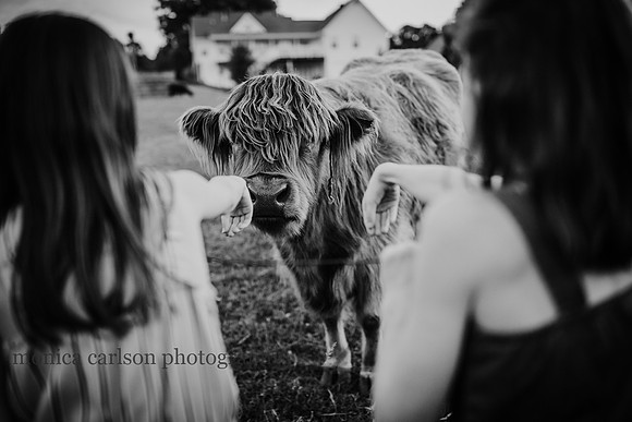 girls reaching out to a cow on prospect farms