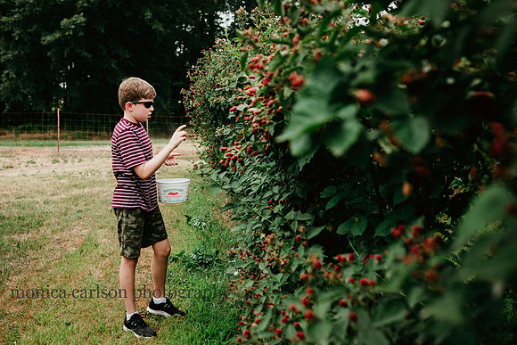 tween boy picking berries at Washington farm