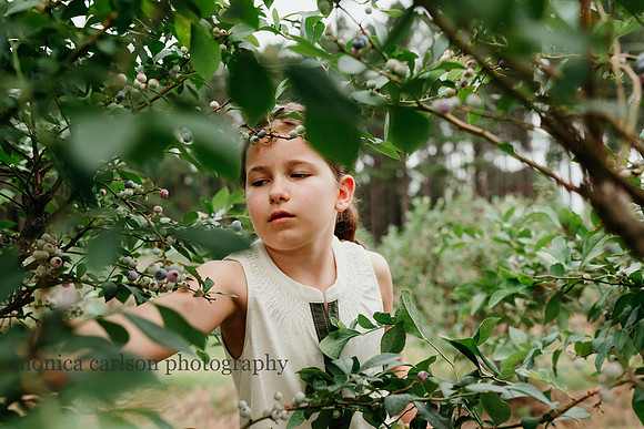 girl picking blue berries at washington farms
