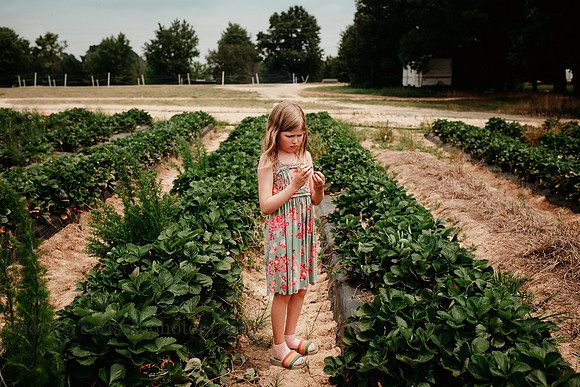 young girl examining the strawberries she just picked