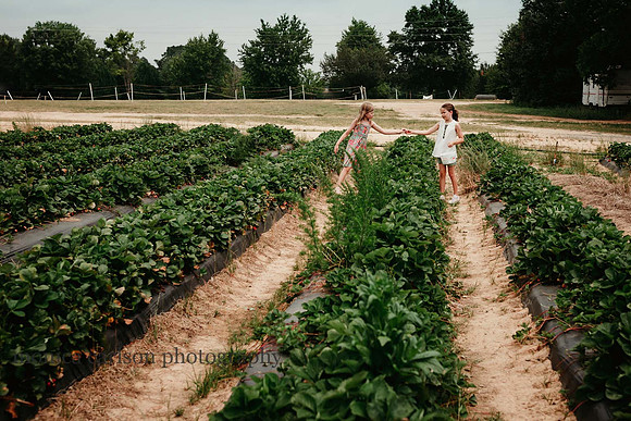 sisters collecting strawberries at washington farms