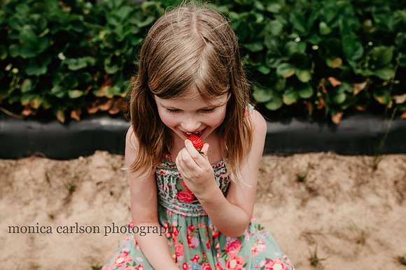 portrait of a girl taste testing freshly picked strawberries by monica carlson photography