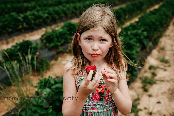 berry picking by monica carlson photography