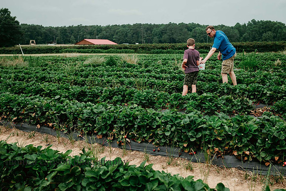 man and boy gathering strawberries on a farm outside atlanta