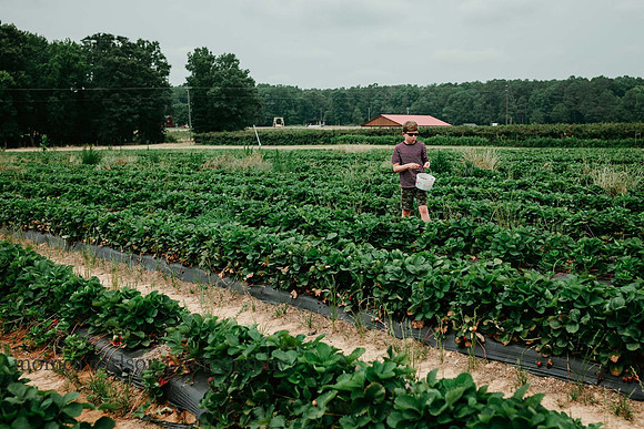 father and son picking strawberries at washington farms