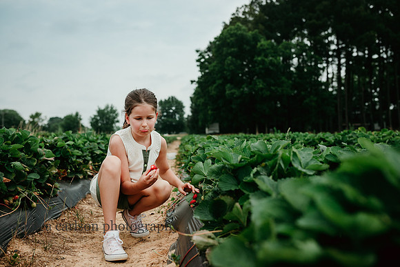 girl examining a strawberry she just picked from a bush
